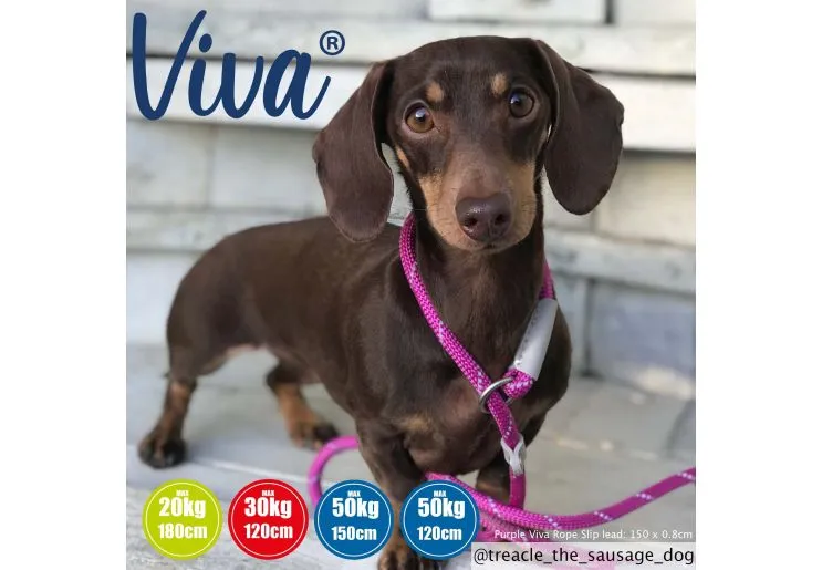 Ancol - Viva Nylon Reflective Rope Slip Lead - Purple - 120cm x 10mm (max 30kg)